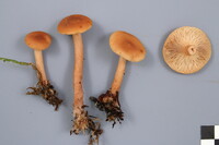 Lactarius tabidus image